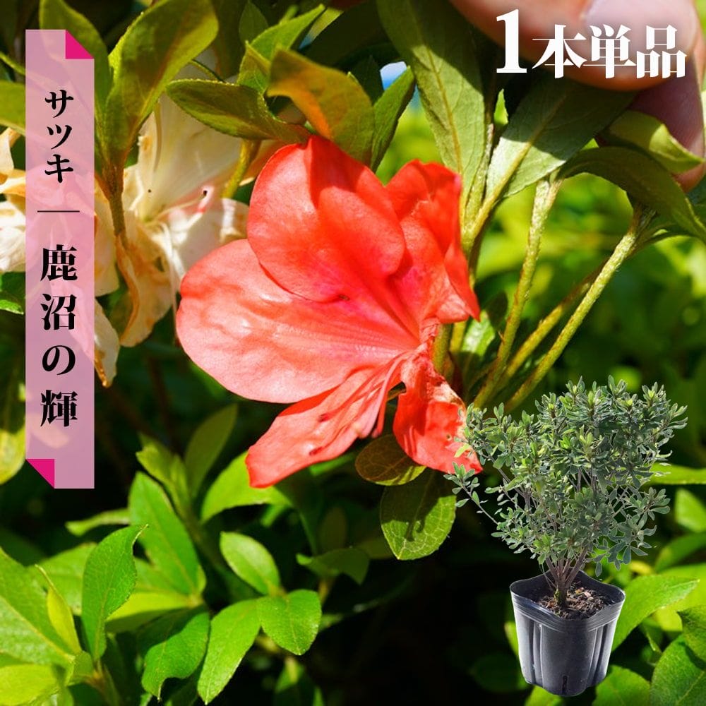 サツキ 鹿沼の輝（かぬまのかがやき） 4号ポット苗