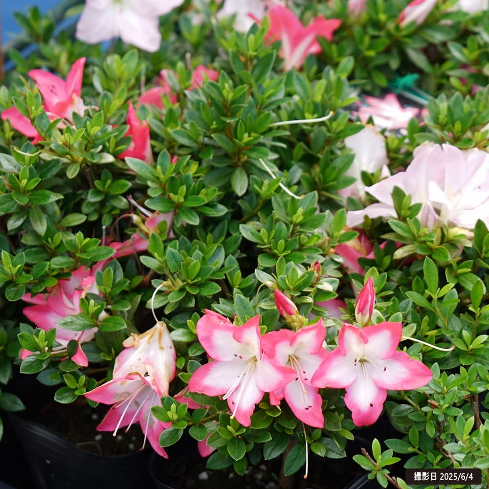 サツキ 花蓮光 4号ポット苗