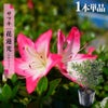 サツキ 花蓮光 4号ポット苗 4本セット