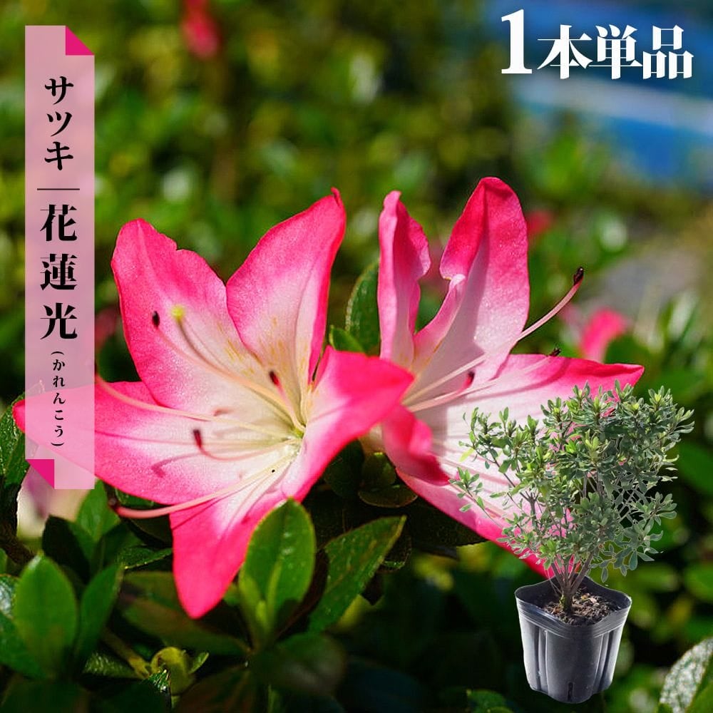 サツキ 花蓮光 4号ポット苗 4本セット