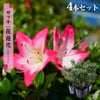 サツキ 花蓮光 4号ポット苗 12本セット