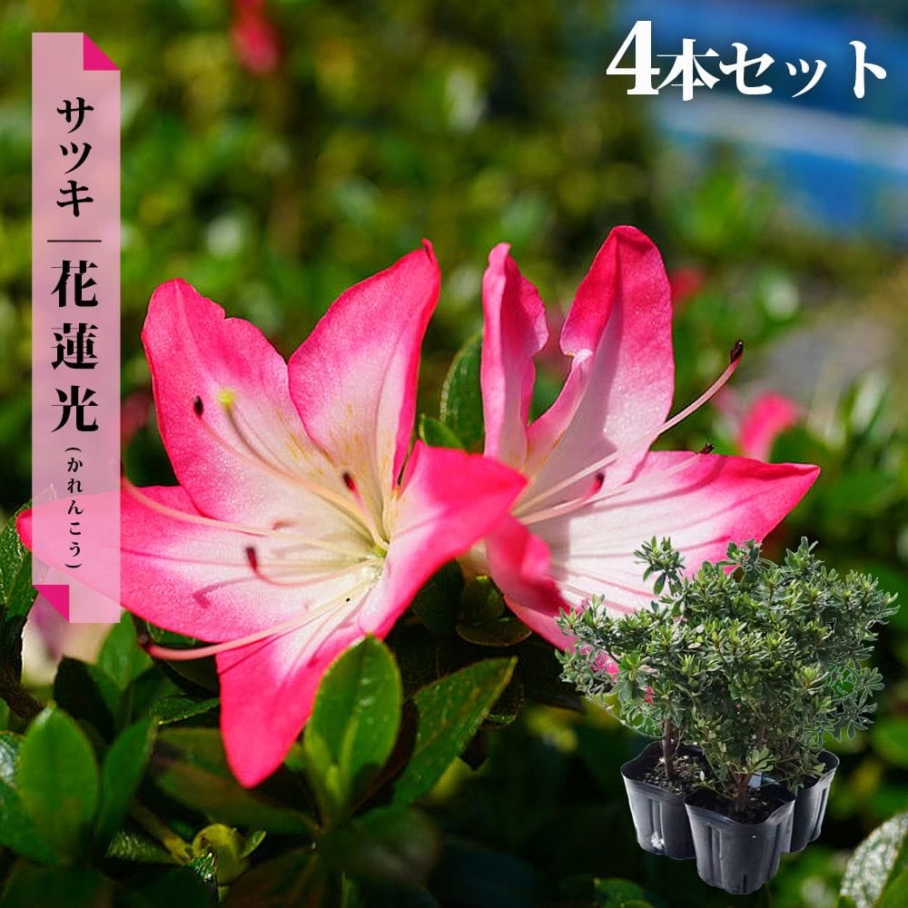 サツキ 花蓮光 4号ポット苗 12本セット