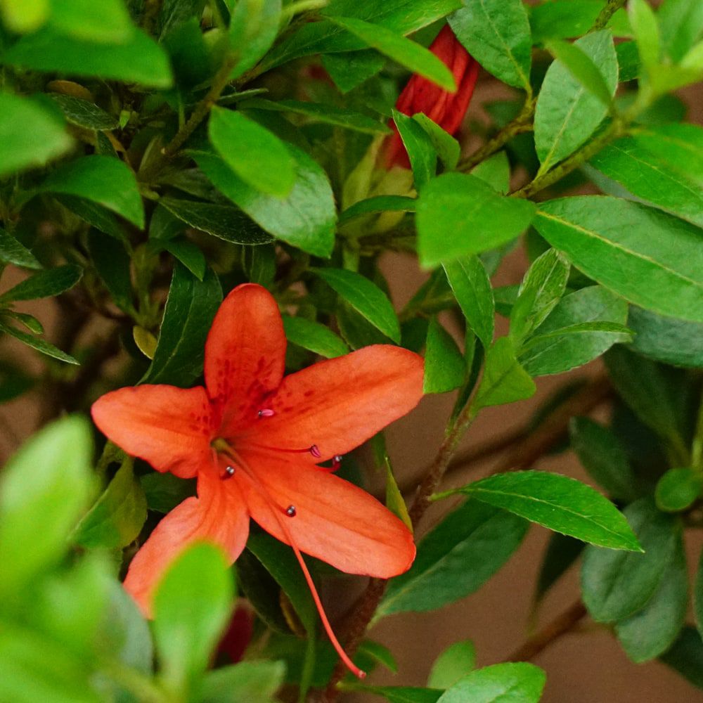 サツキ 金盃 苗 通販 苗木部 By 花ひろばオンライン