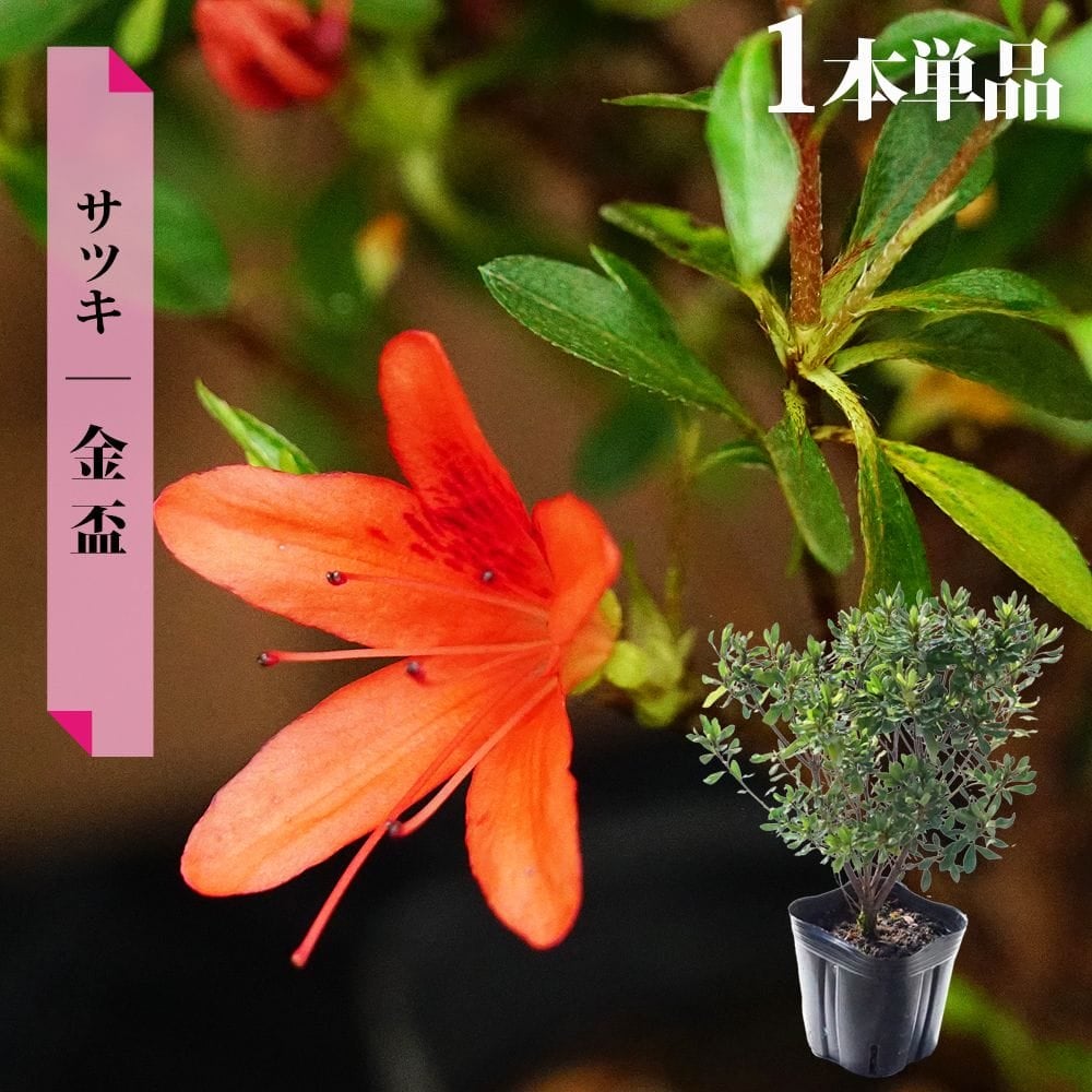 サツキ 金盃（きんぱい） 4号ポット苗