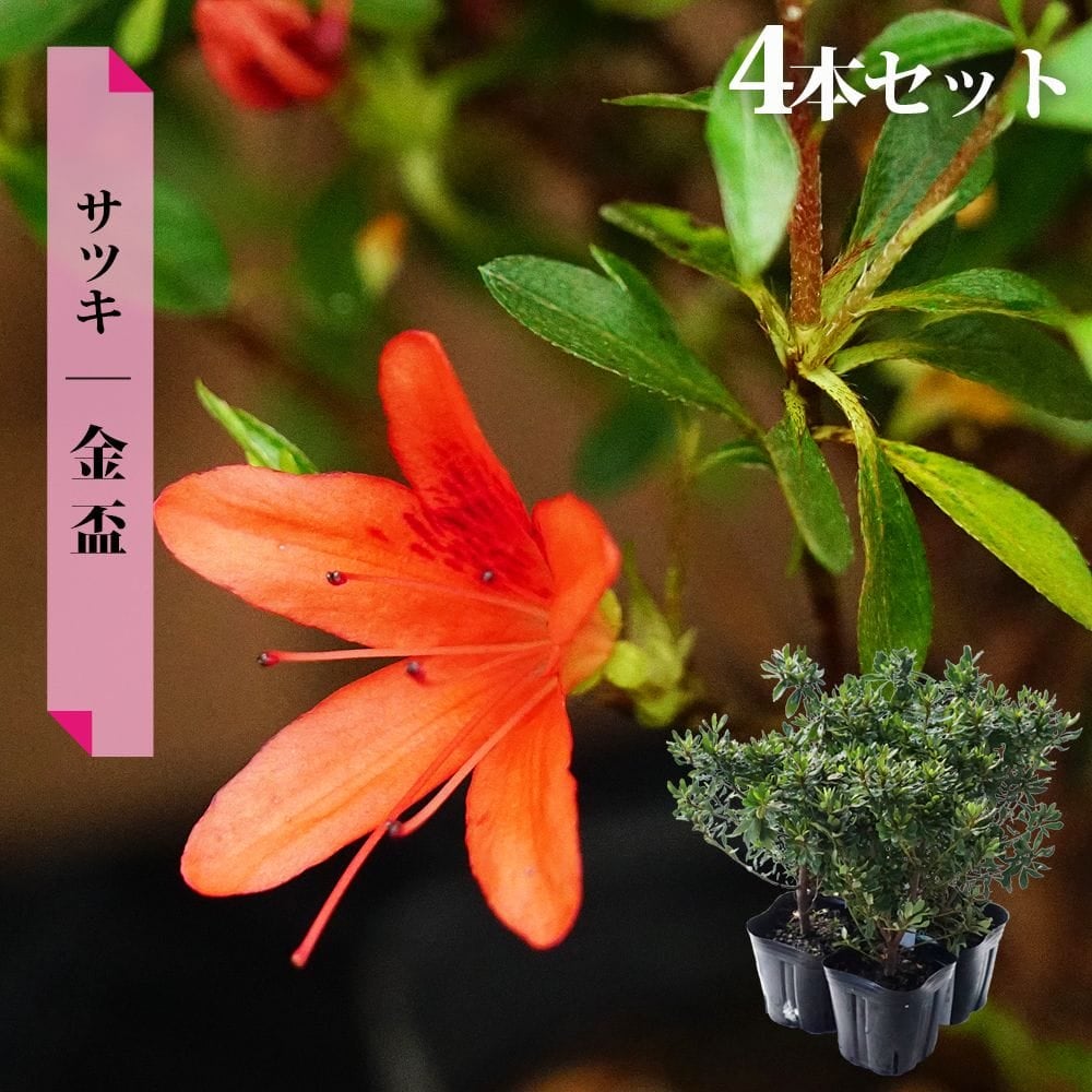 サツキ 金盃（きんぱい） 4号ポット苗 4本セット