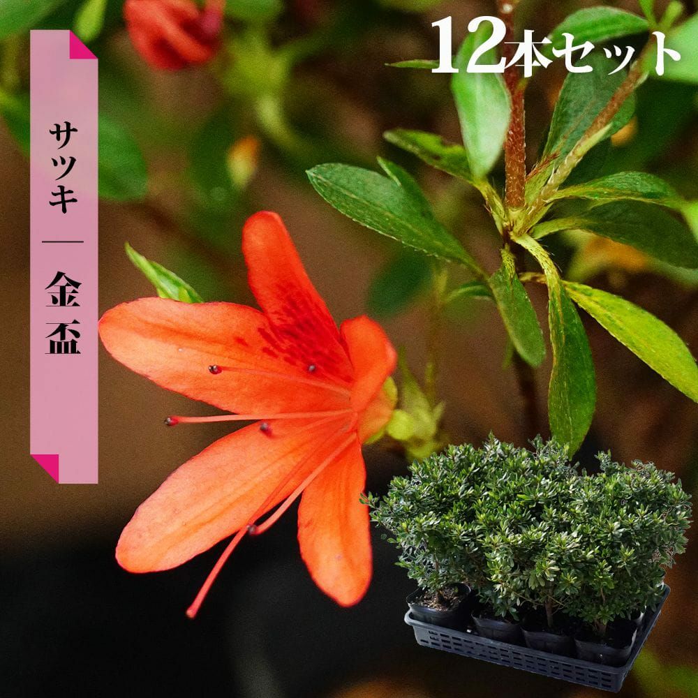 サツキ 金盃 苗 通販 苗木部 By 花ひろばオンライン