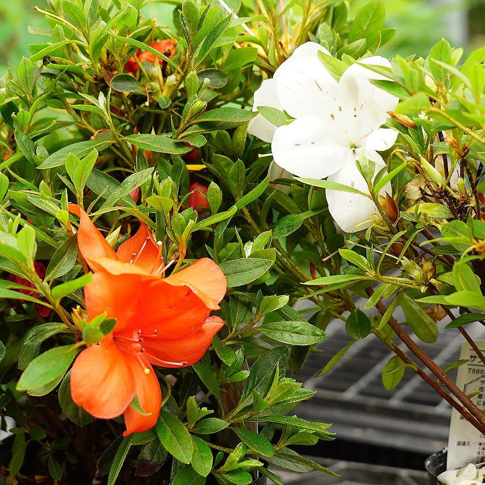 サツキ 寿姫 苗 通販 苗木部 By 花ひろばオンライン