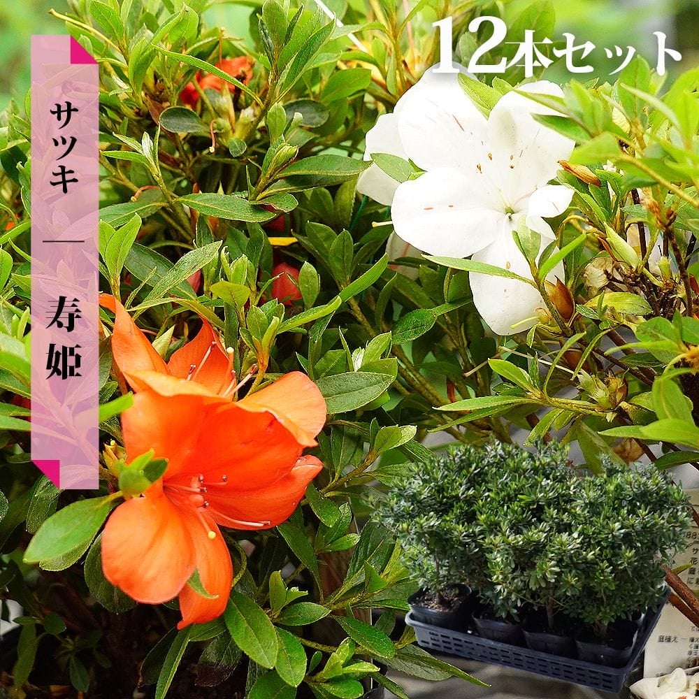 サツキ 寿姫（ことぶきひめ） 4号ポット苗 12本セット