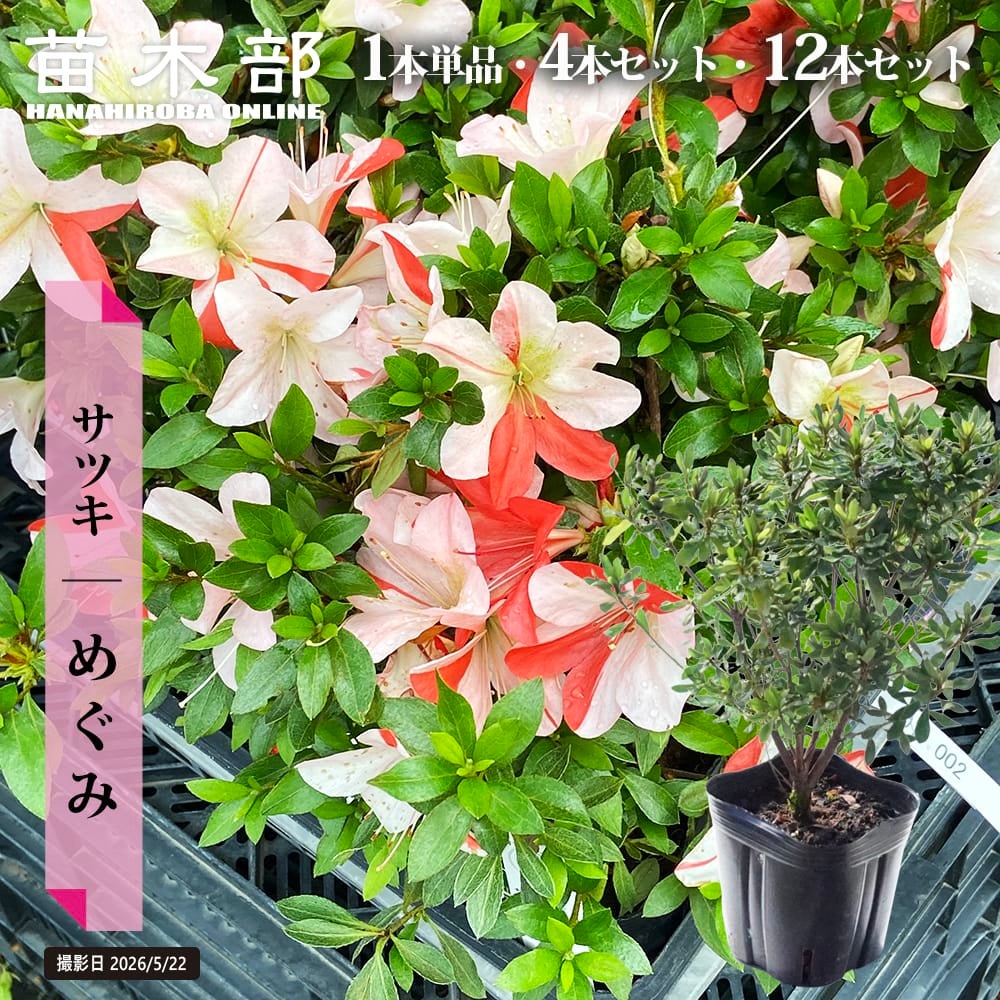 春（4～5月）を楽しむ | 苗木部 本店 By 花ひろばオンライン