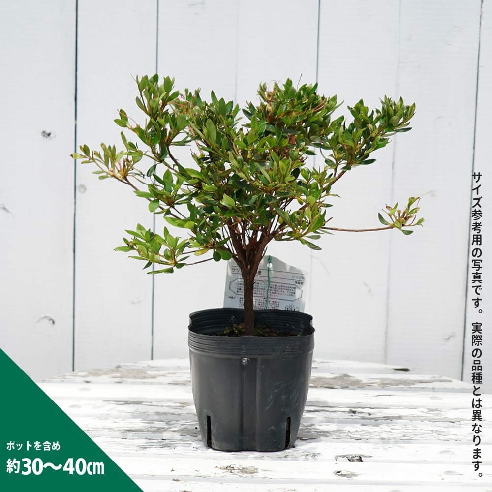 000000036941-03.jpg?size=l&w=