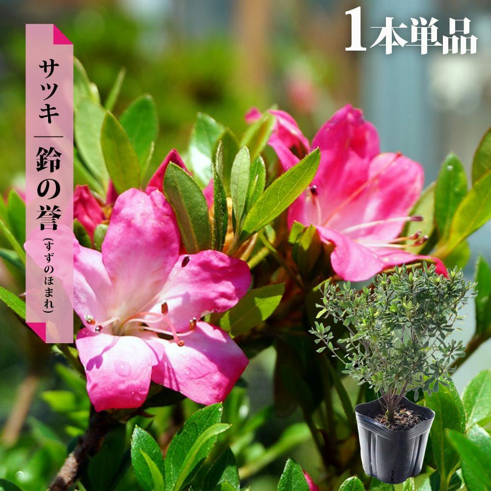 サツキ めぐみ 苗 通販 苗木部 By 花ひろばオンライン