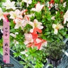 サツキ めぐみ 4号ポット苗 4本セット