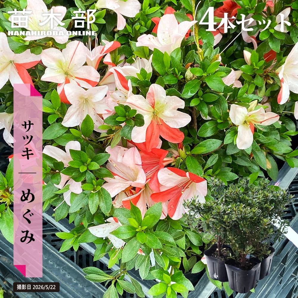 サツキ めぐみ 4号ポット苗 4本セット