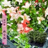 サツキ めぐみ 4号ポット苗 12本セット