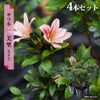 サツキ 美里 4号ポット苗 4本セット