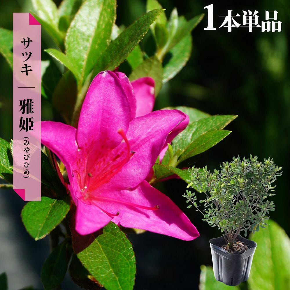 サツキ 雅姫 苗 通販 苗木部 By 花ひろばオンライン
