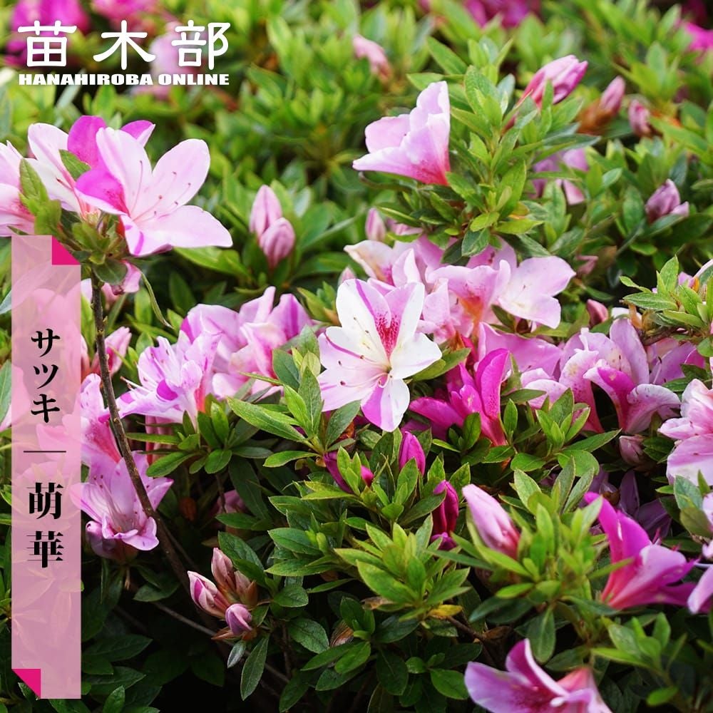 000000036948-01.jpg?size=l&w=