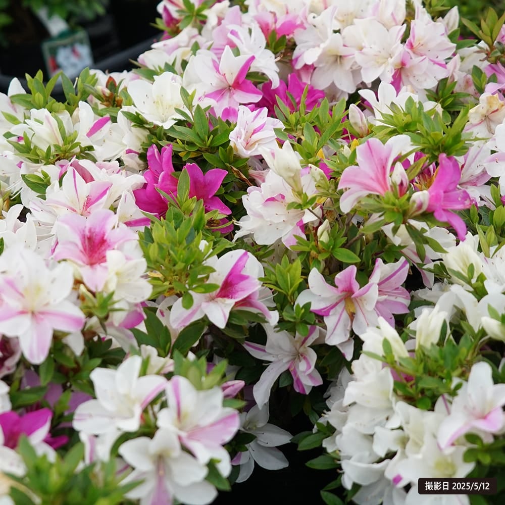 サツキ 萌華 4号ポット苗 （萌香のラベルは外してユポで出す！）