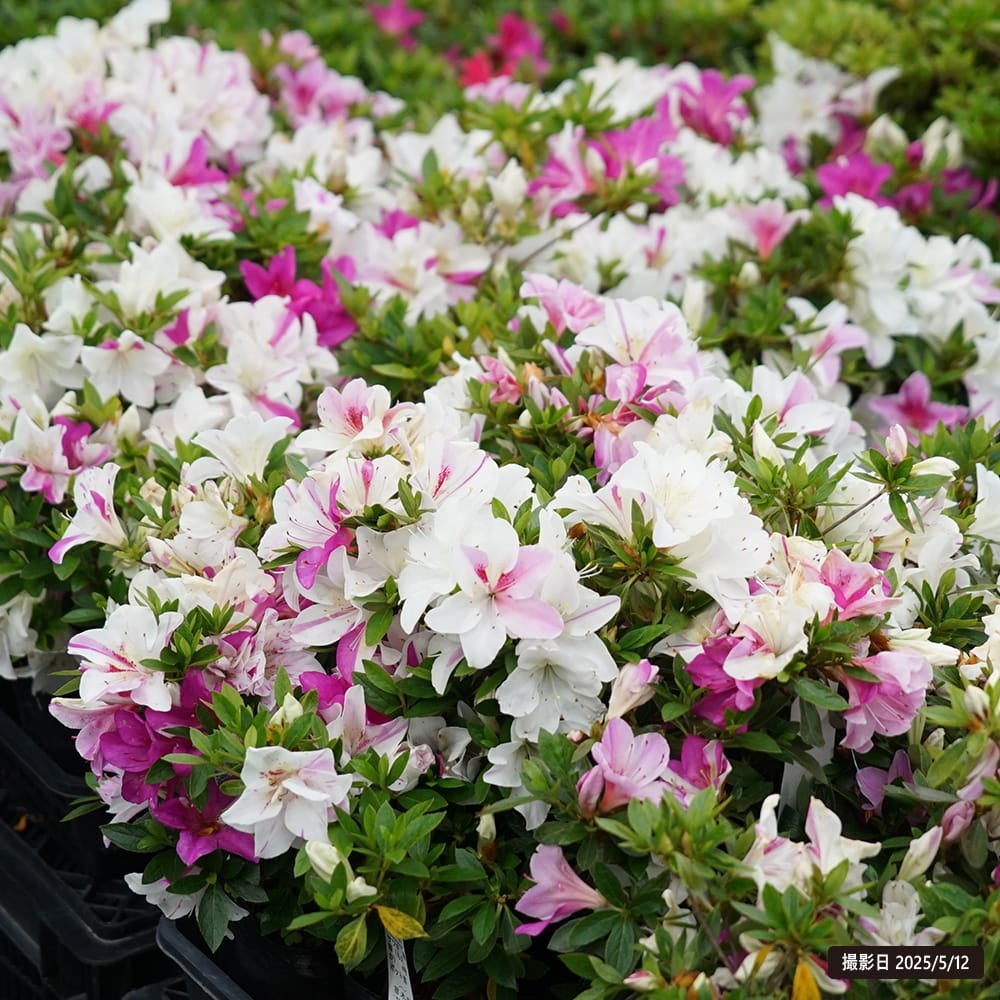 サツキ 萌華 4号ポット苗 4本セット