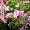 サツキ 萌華 4号ポット苗 12本セット