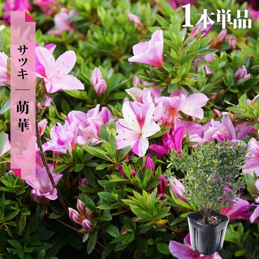 サツキ 萌華 4号ポット苗 12本セット