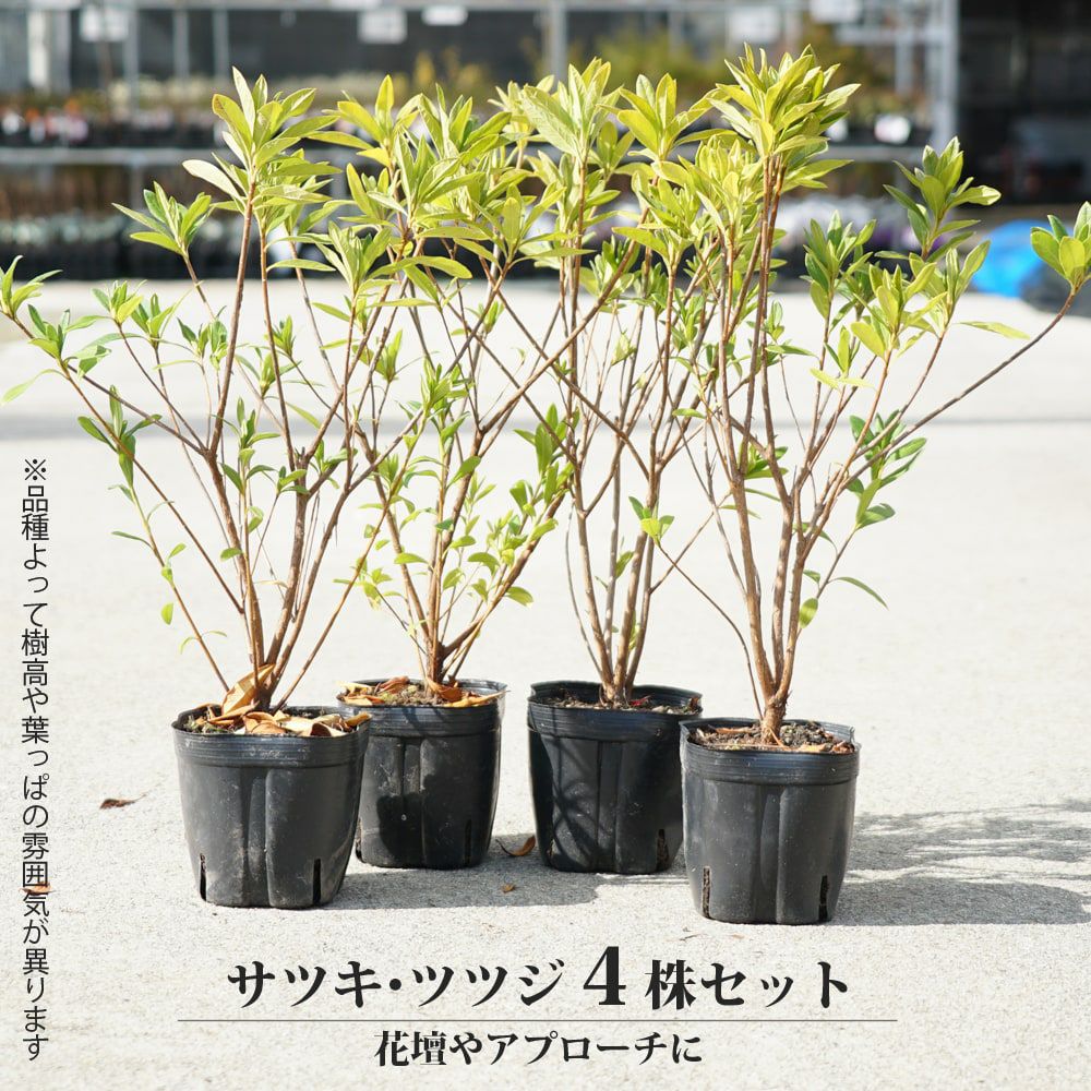 サツキ 桃香 苗 通販 苗木部 By 花ひろばオンライン