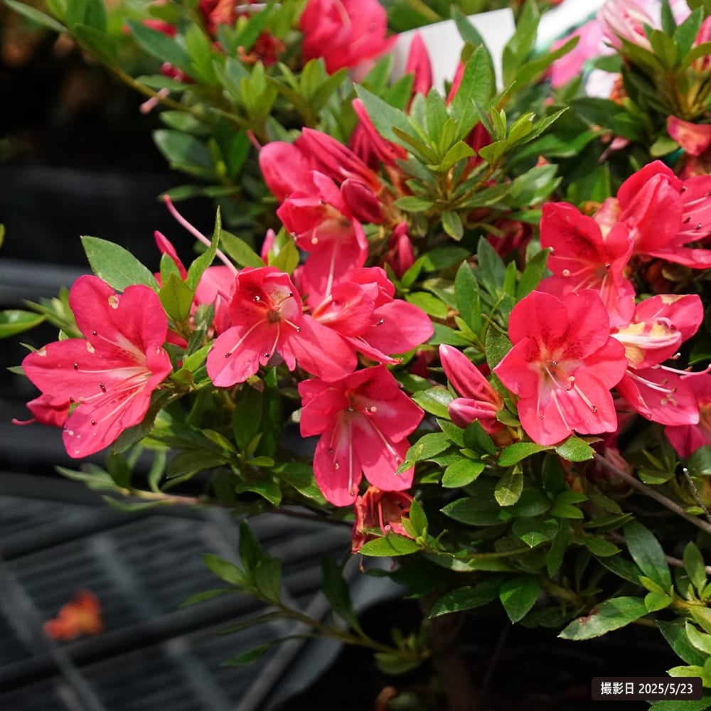 サツキ 桃香（ももか） 4号ポット苗