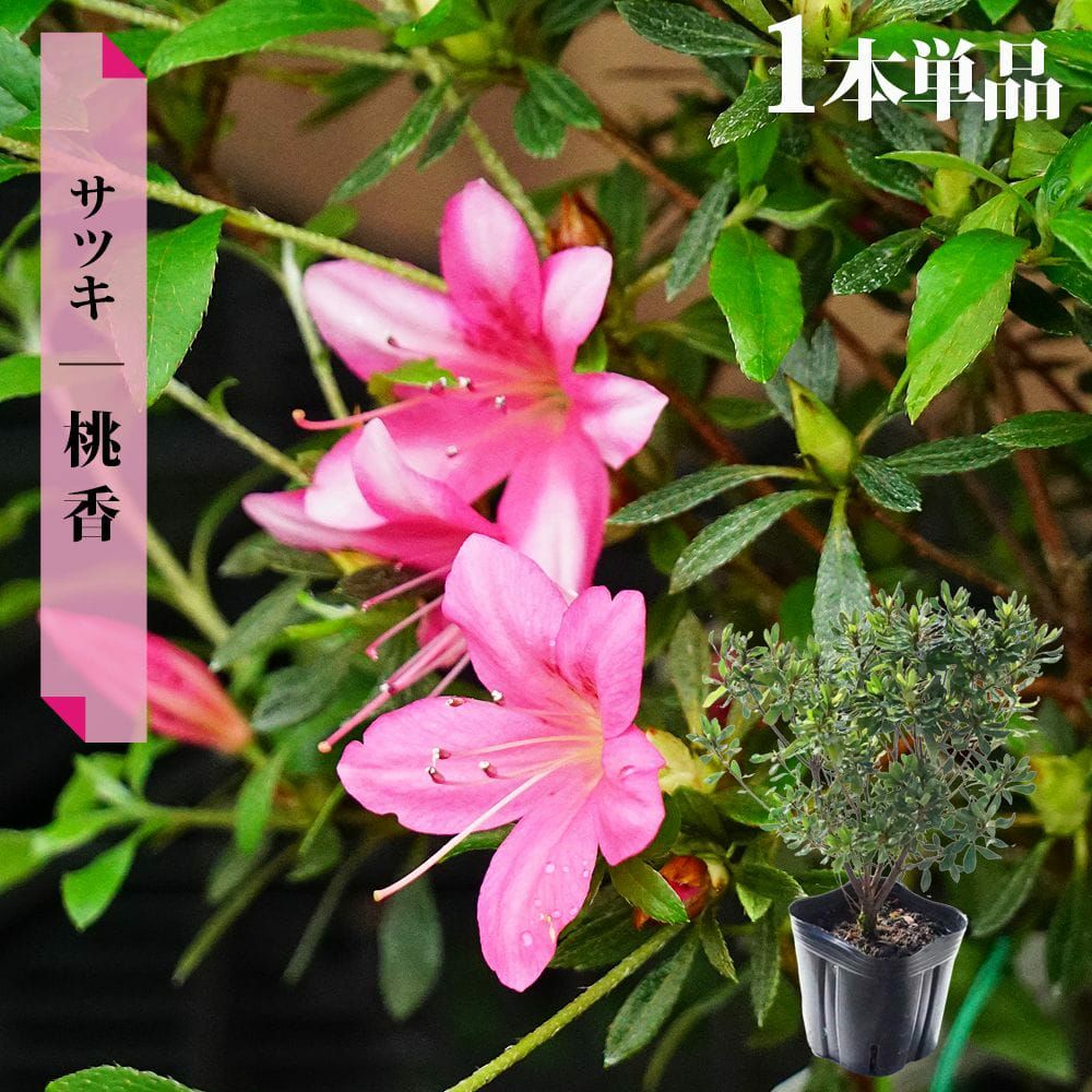 サツキ 桃香 苗 通販 苗木部 By 花ひろばオンライン