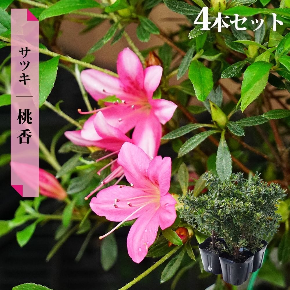 サツキ 桃香（ももか） 4号ポット苗 12本セット