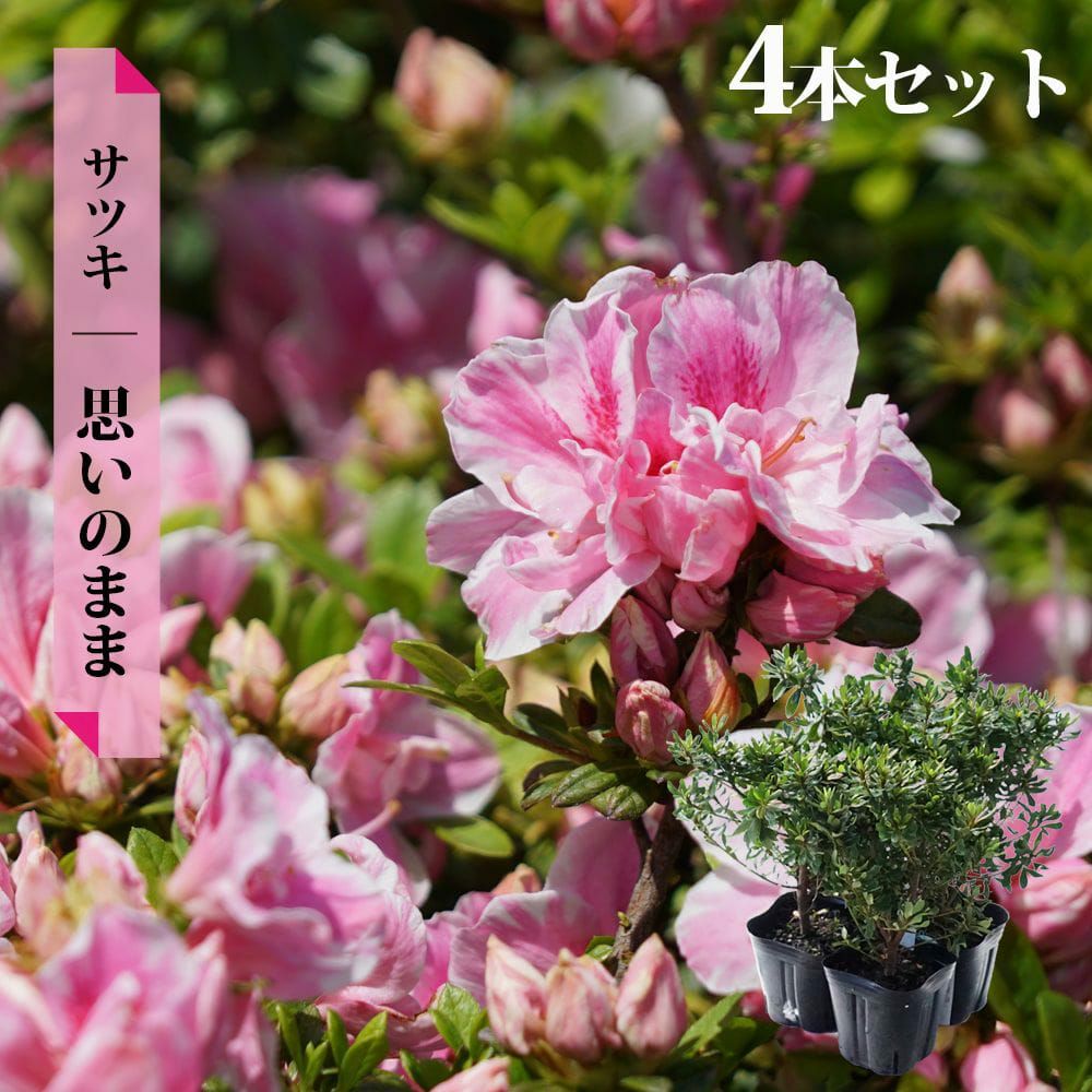 サツキ 思いのまま 苗 通販 苗木部 By 花ひろばオンライン