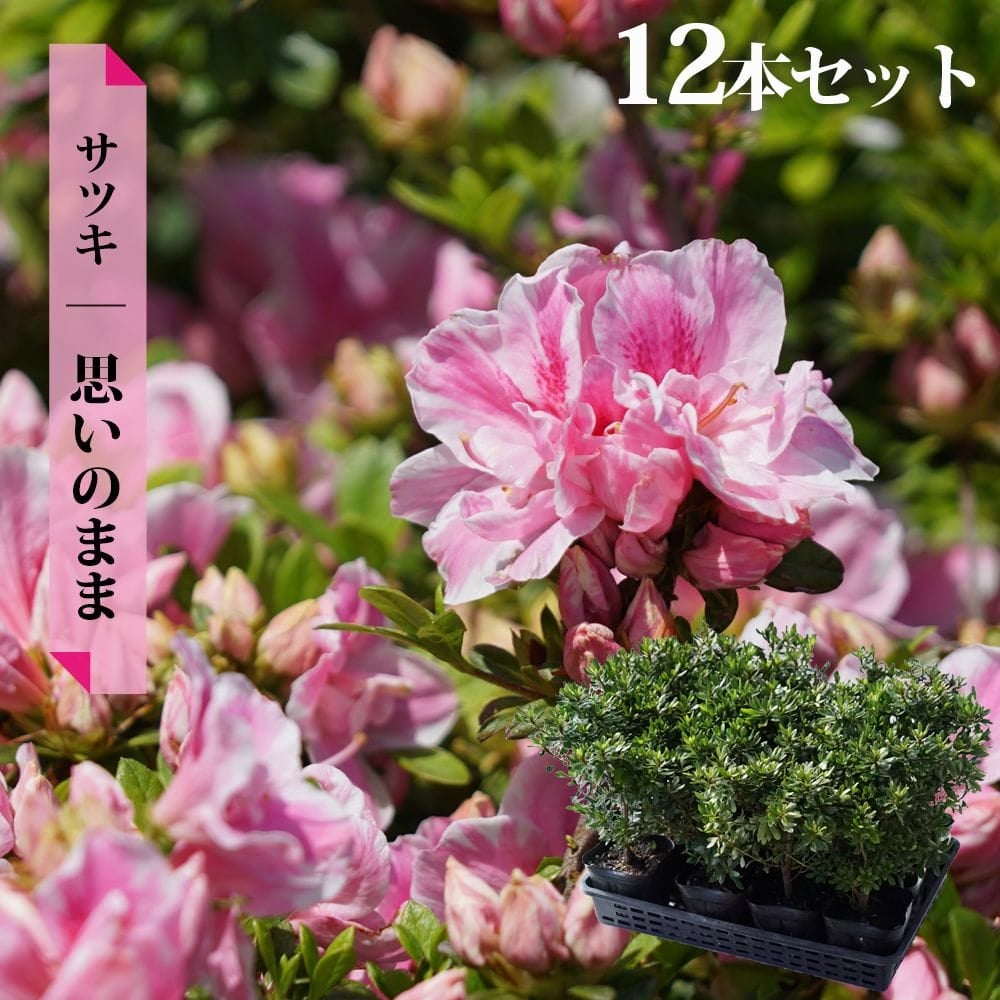 通販 苗 思いのまま サツキ サツキ　　１２０センチ 苗木部 花ひろばオンライン By 落葉樹