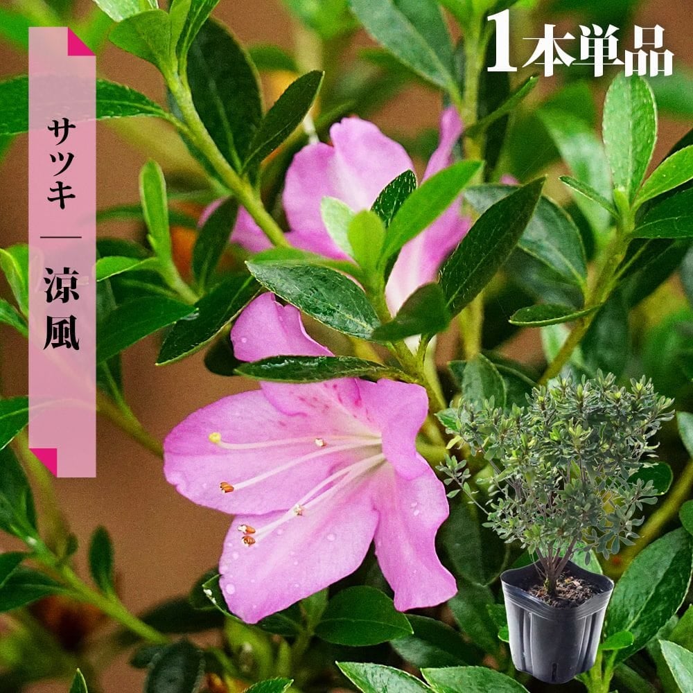サツキ 涼風 苗 通販 苗木部 By 花ひろばオンライン