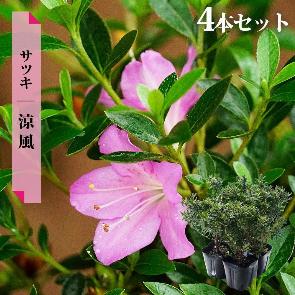 サツキ 涼風 苗 通販 苗木部 By 花ひろばオンライン