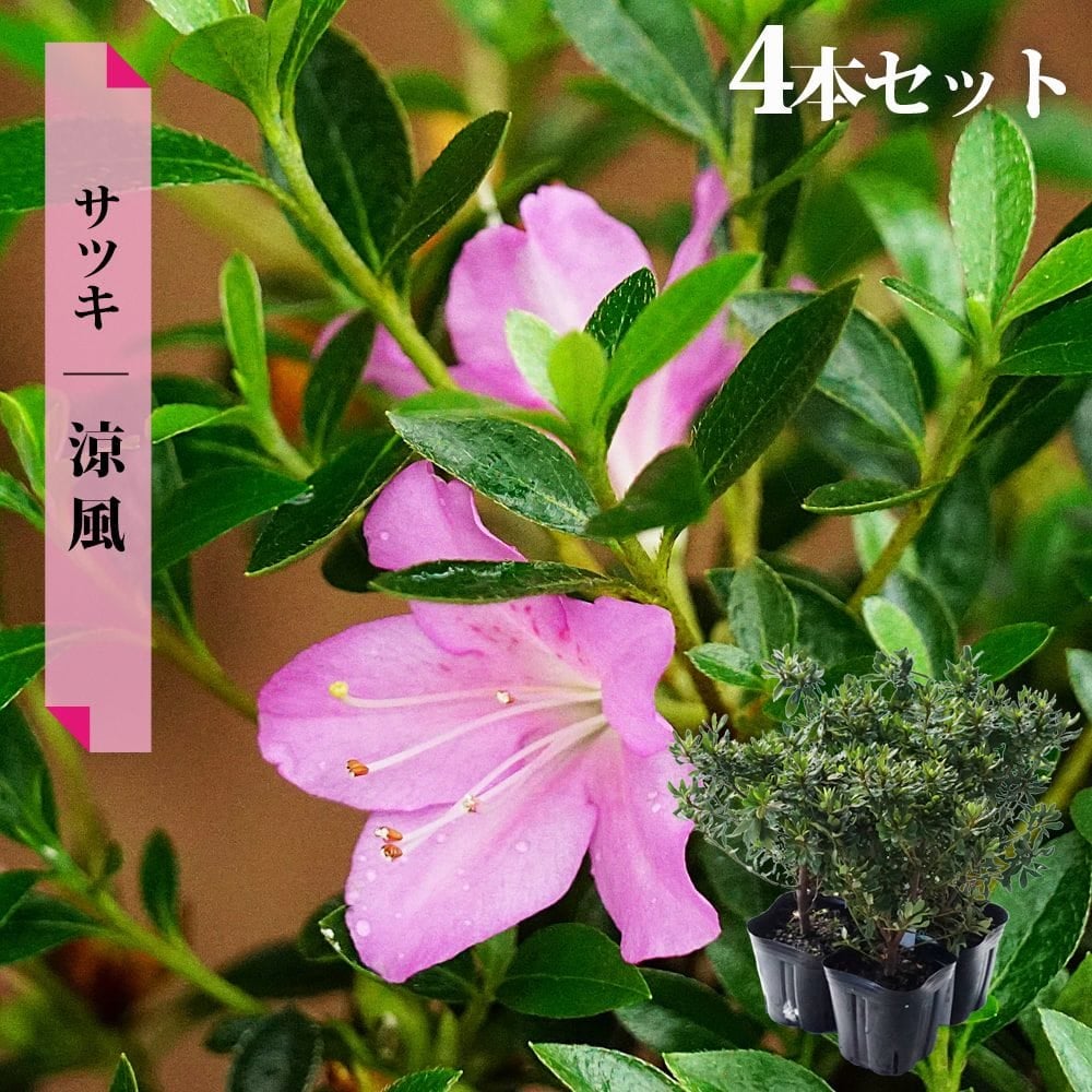 サツキ 涼風（りょうふう） 4号ポット苗 4本セット