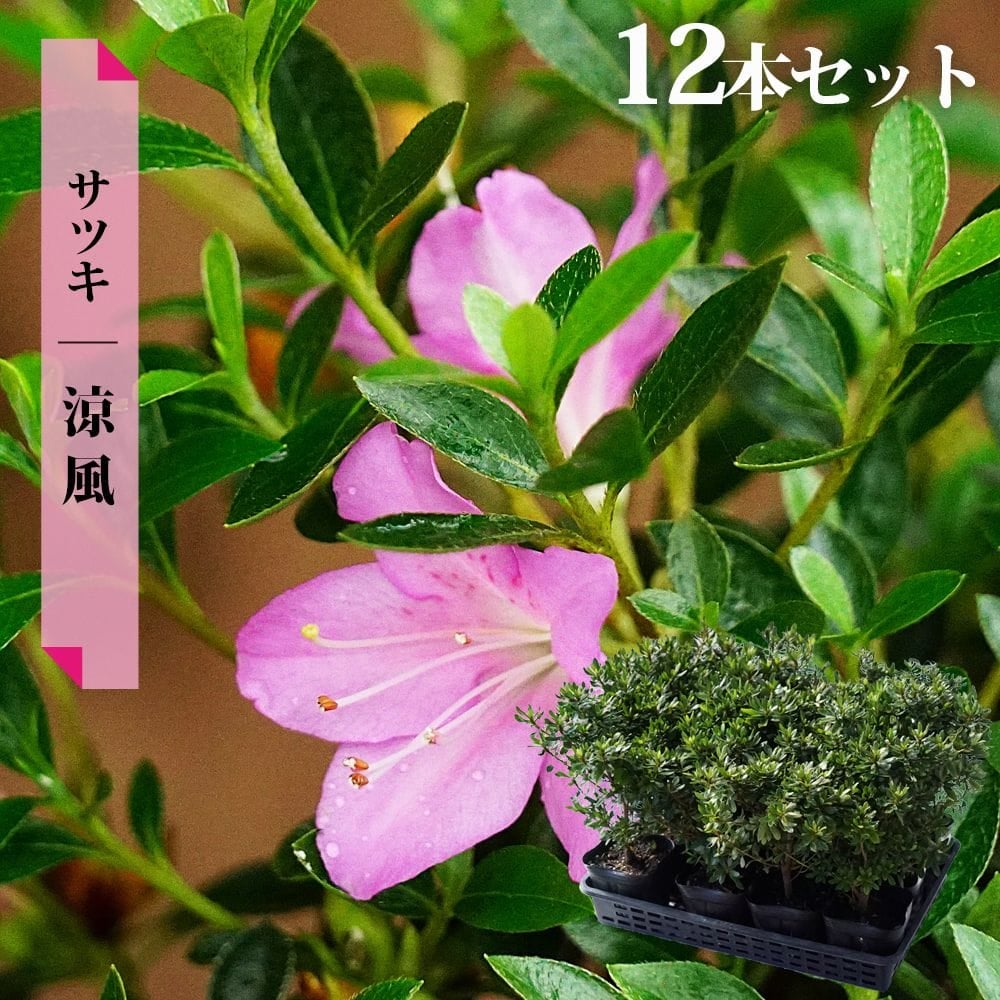 サツキ 涼風（りょうふう） 4号ポット苗 12本セット