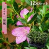 サツキ 涼風（りょうふう） 4号ポット苗 12本セット
