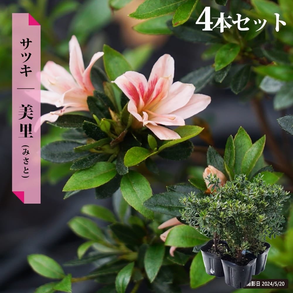 サツキ 紫苑（しえん） 4号ポット苗 4本セット