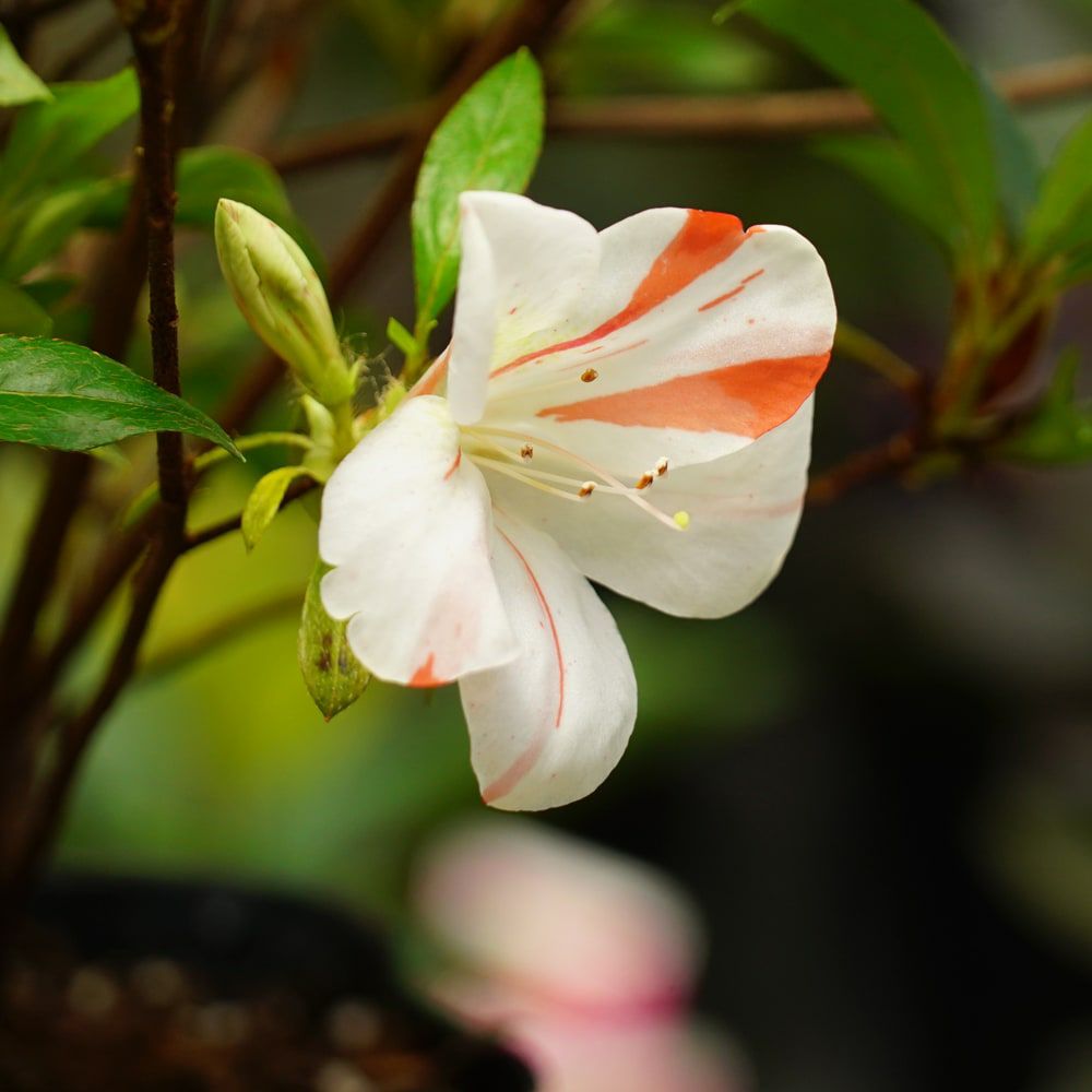 000000036960-02.jpg?size=l&w=