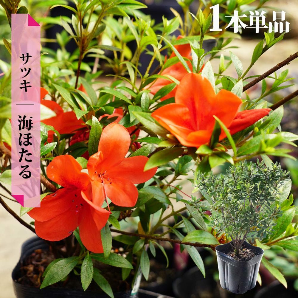 サツキ 海ほたる 苗 おすすめ 苗木部 By 花ひろばオンライン