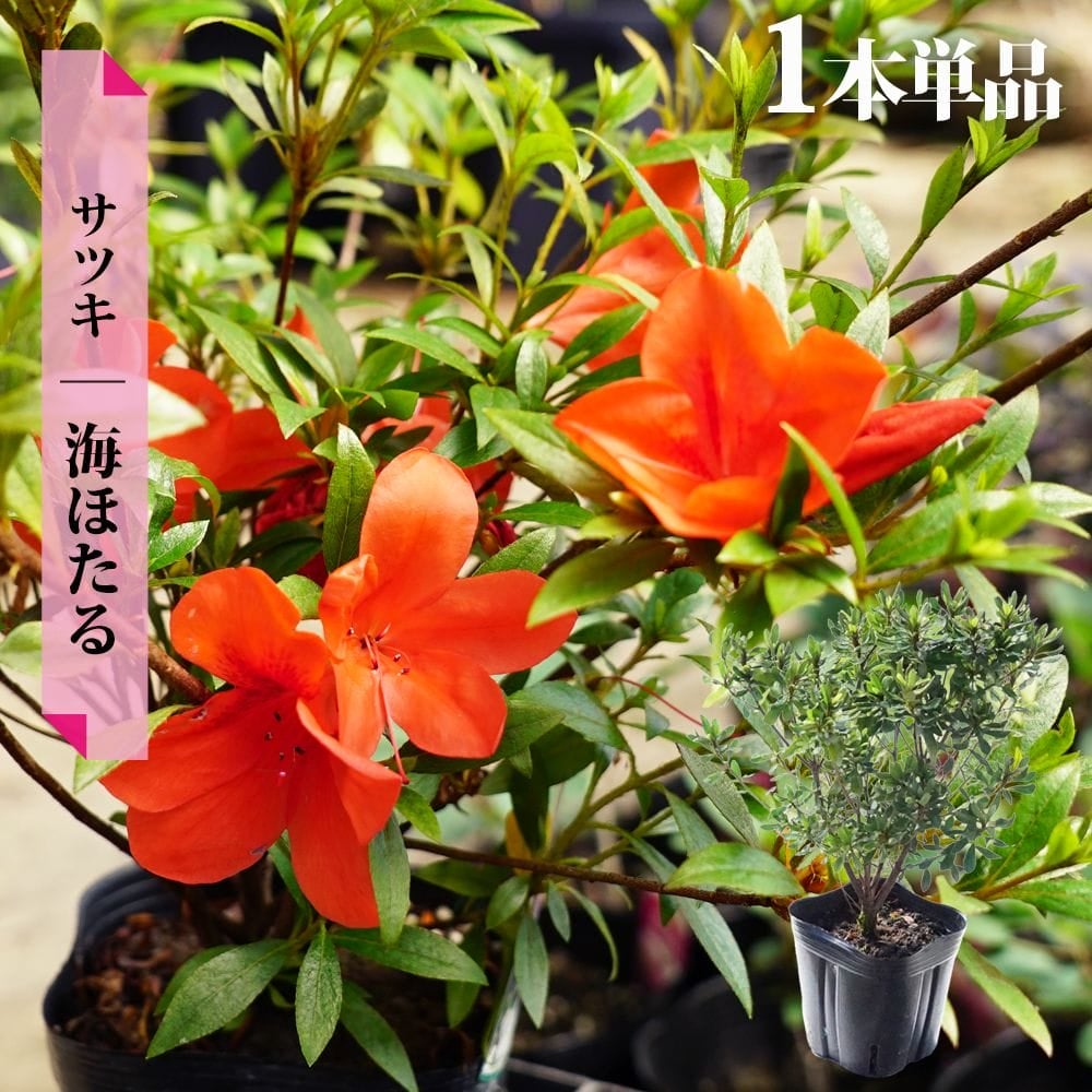 サツキ 海ほたる (ウミホタル) 4号ポット苗 4本セット