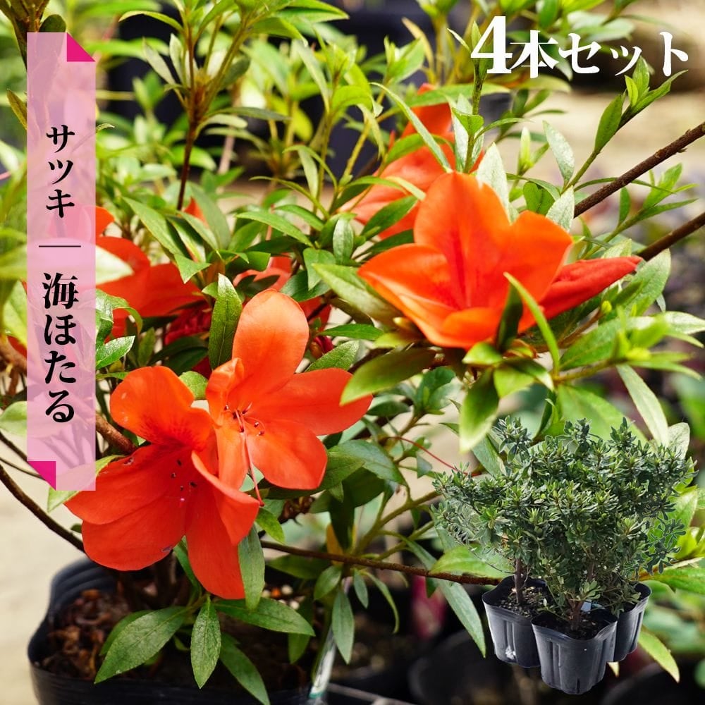サツキ 海ほたる (ウミホタル) 4号ポット苗 12本セット