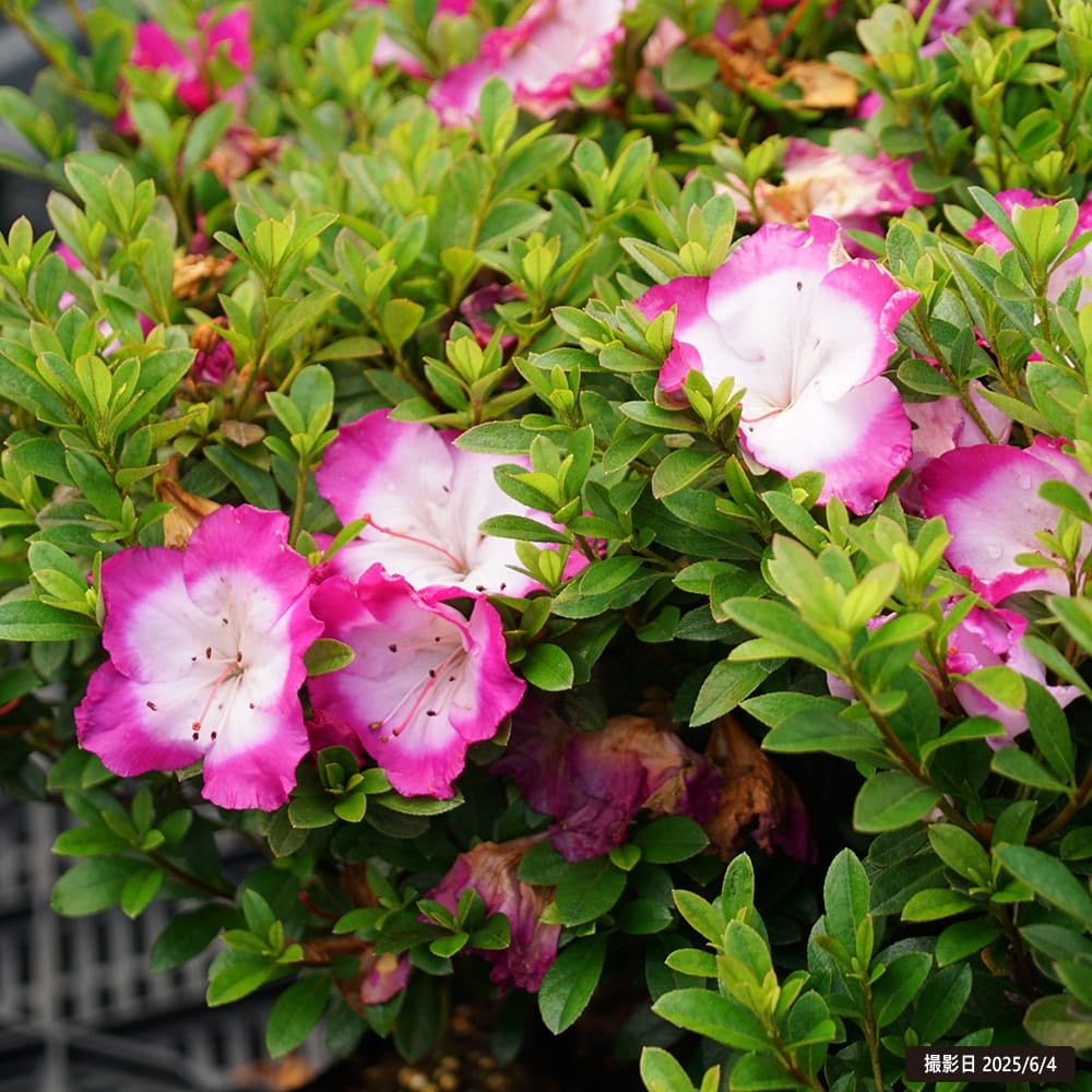 サツキ 大和の月 4号ポット苗 4本セット