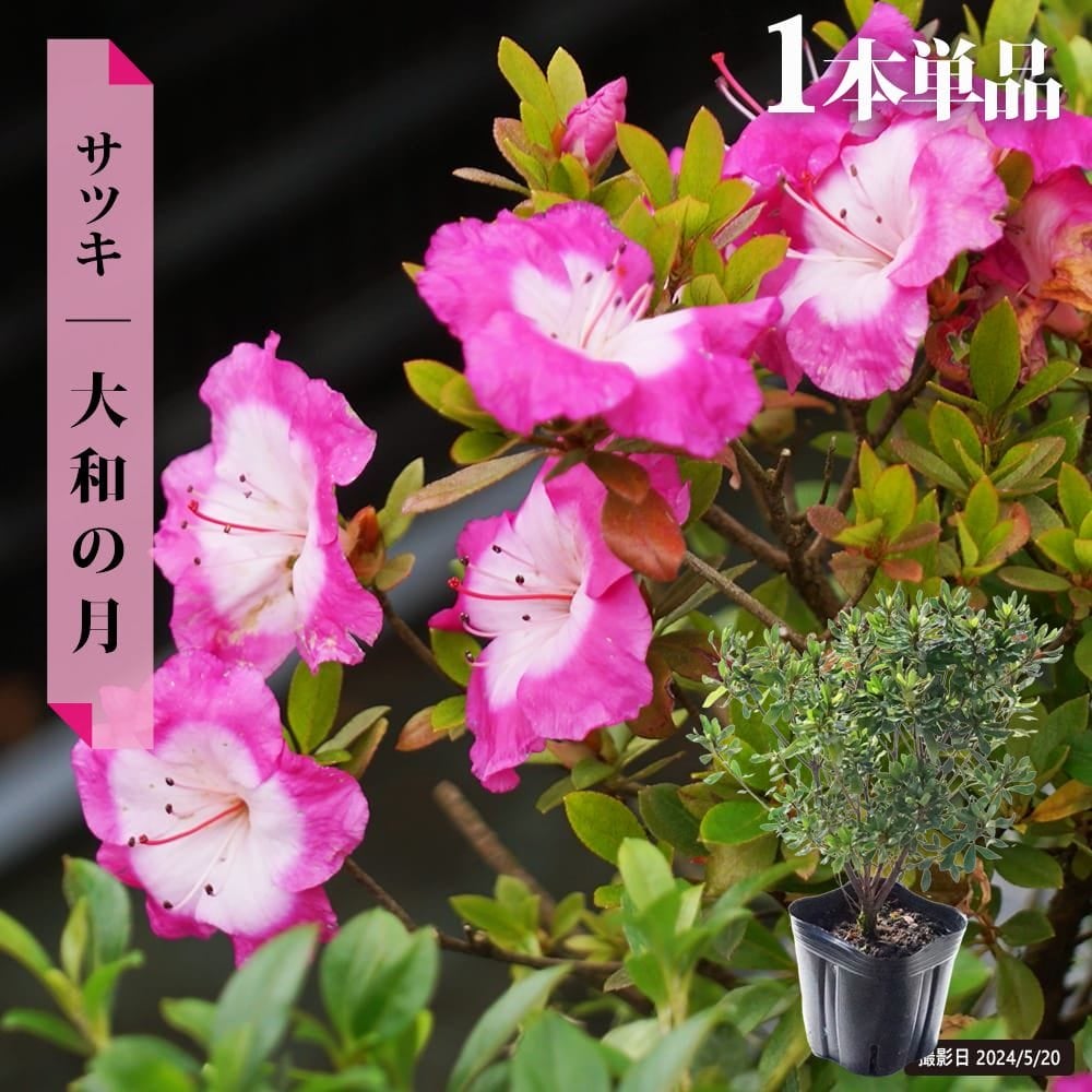 サツキ 大和の月 4号ポット苗 12本セット