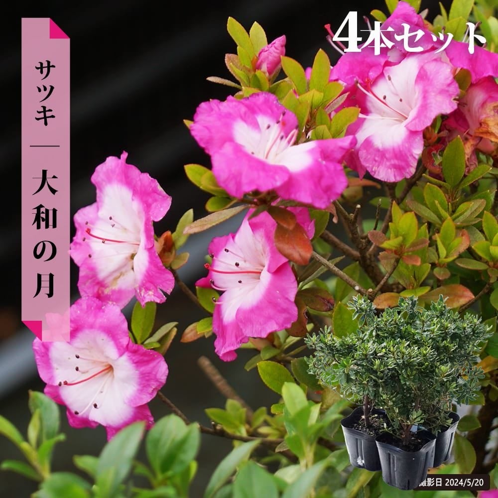 000000036962-11.jpg?size=l&w=