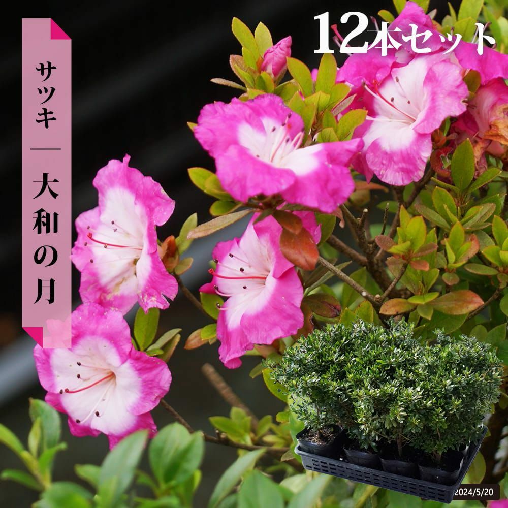 000000036962-12.jpg?size=l&w=