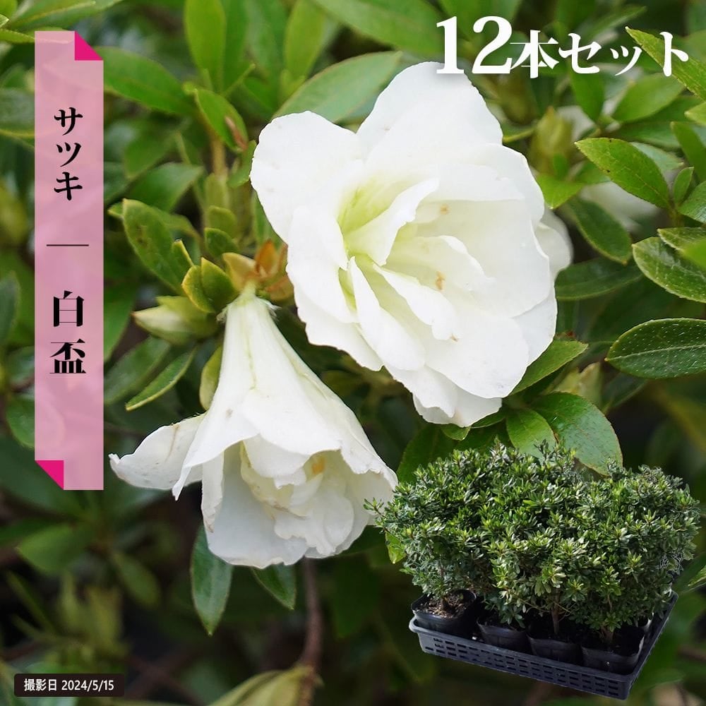 サツキ 白盃 苗 通販 苗木部 By 花ひろばオンライン