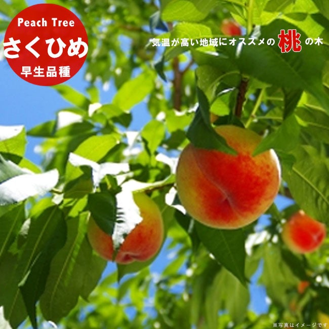 ひめこなつ モモ 苗 販売 苗木部 By 花ひろばオンライン