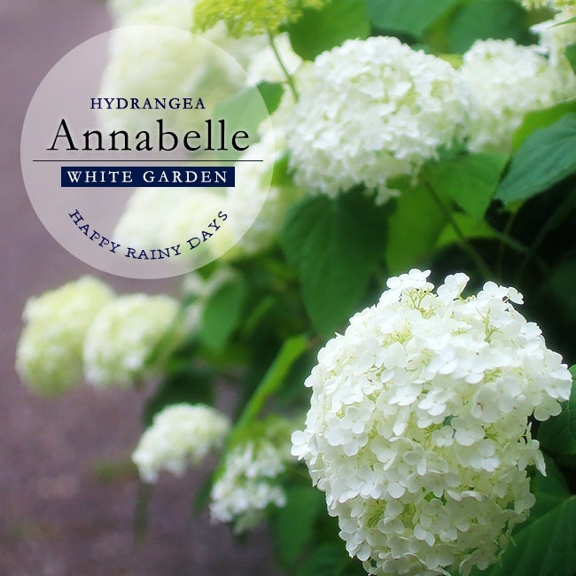 アジサイ アナベル 苗 おすすめ 苗木部 By 花ひろばオンライン