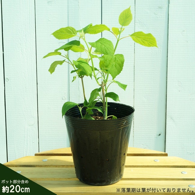 アジサイ アナベル 苗 おすすめ 苗木部 By 花ひろばオンライン