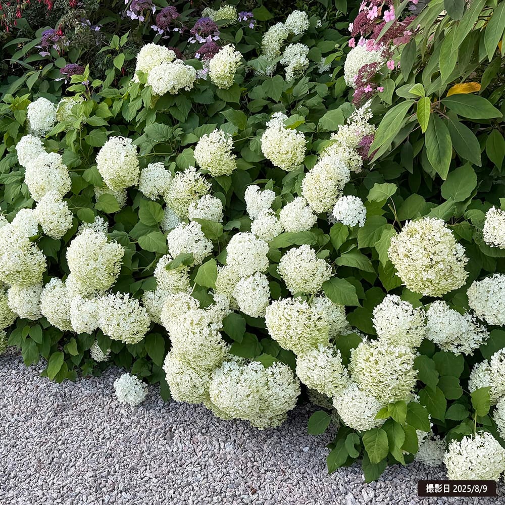 アジサイ アナベル 苗 おすすめ 苗木部 By 花ひろばオンライン